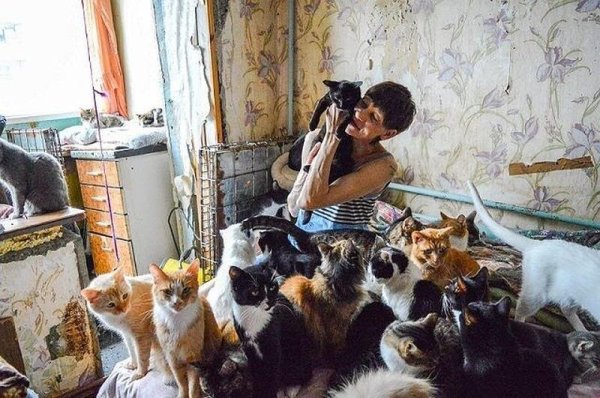 Много котов в квартире