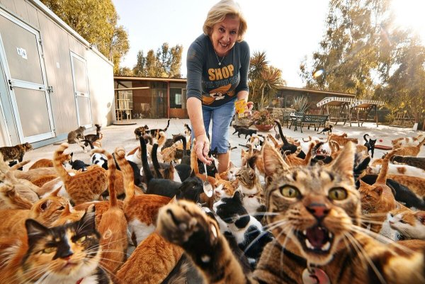 40 Кошек
