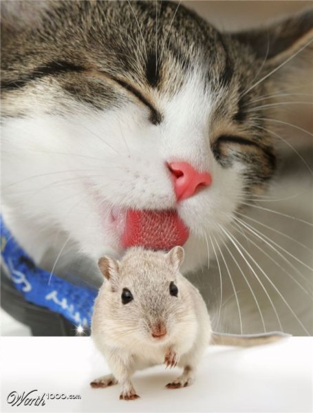 Коты и хомяки