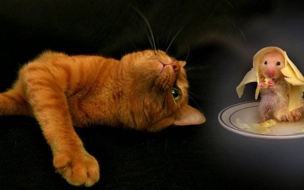 Хомячок и кошка