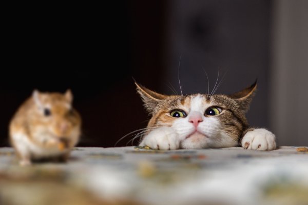 Кошка и мышь