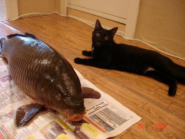 Кошка с рыбой