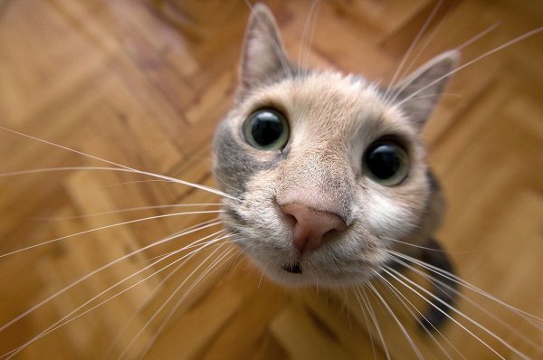 Любопытная кошка