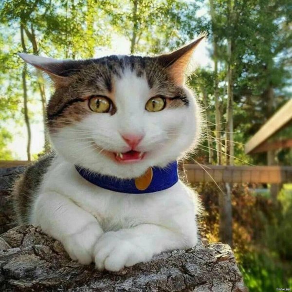 Кот улыбается