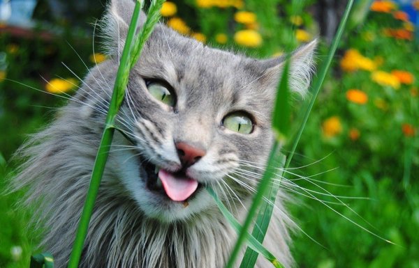 Сумасшедшие кошки