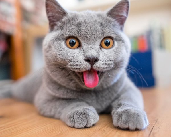 Прикольный кот