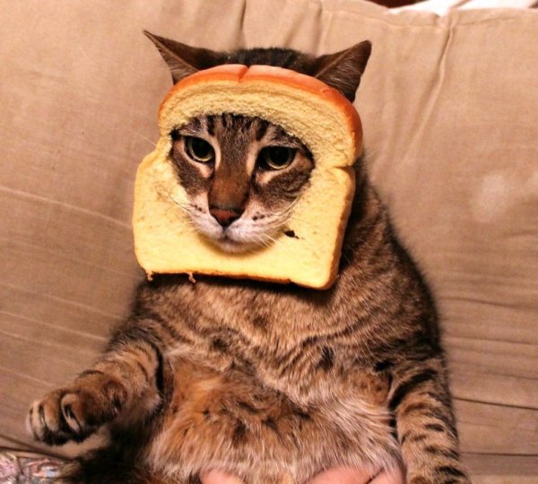 Приколы с котами