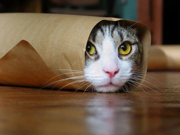 Прикольный кот