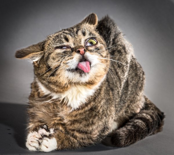 Веселый котик