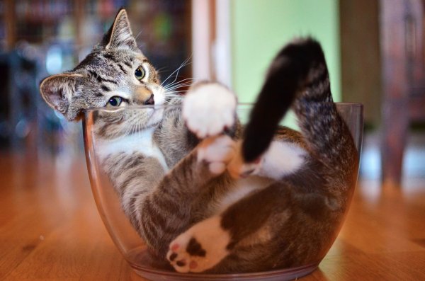 Классные котики