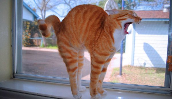 Смешные кошки