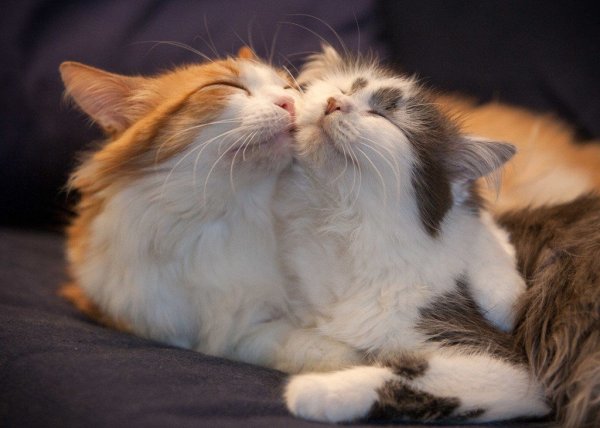 Кошки и любовь