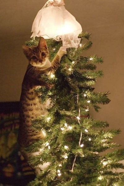 Коты и елки