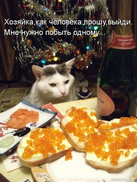 Кошки и новый год прикольные