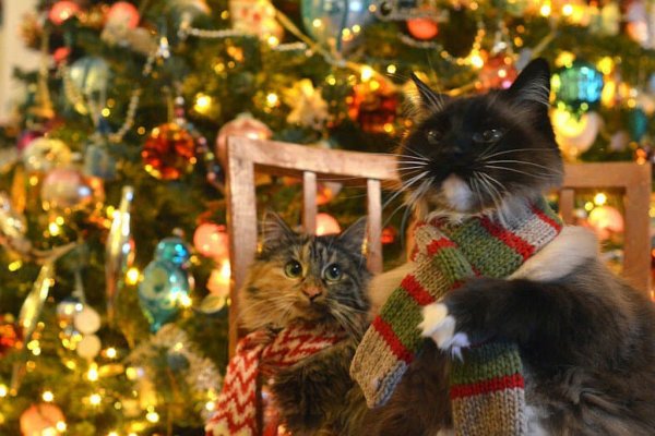 Новогодние коты