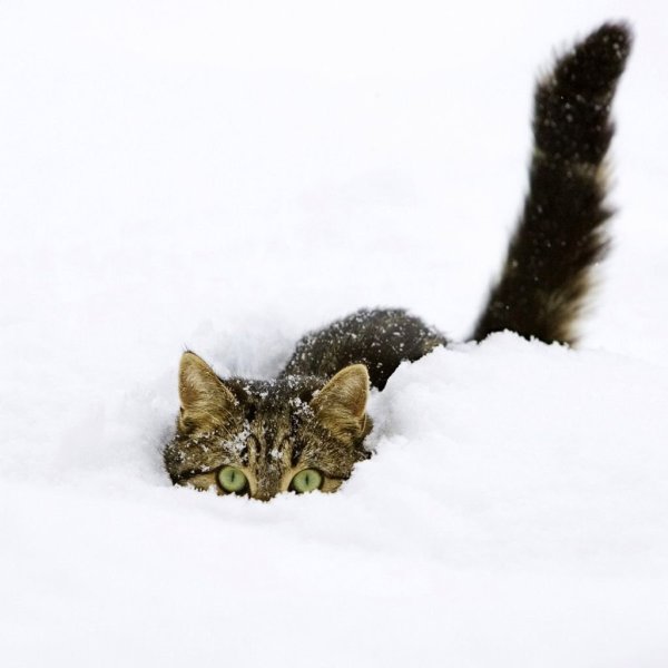 Зимние коты