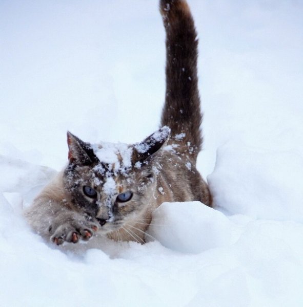 Сон кота