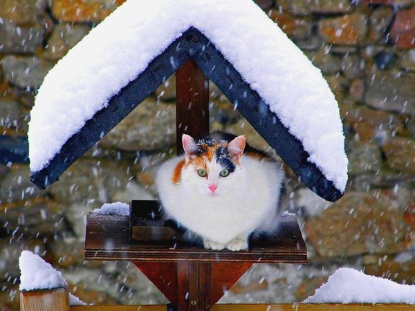 Зимние котики