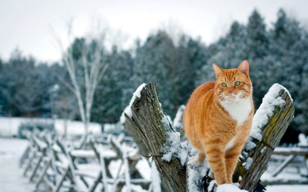 Кошки зимой