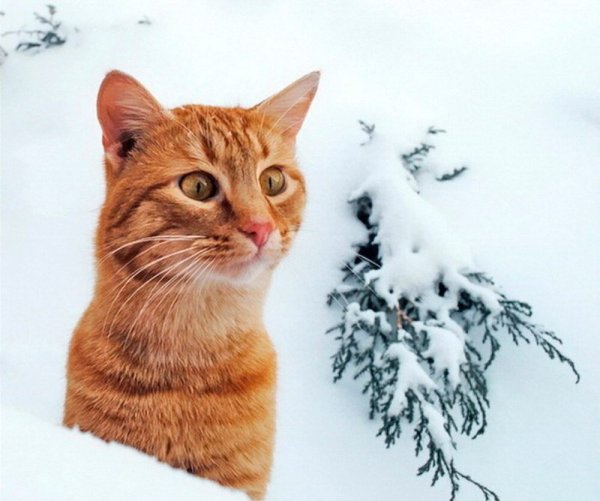 Кот в снегу
