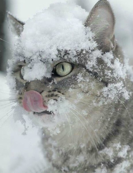 Кот в снегу