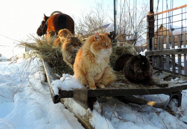 Деревенская кошка