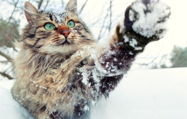Кошка зима