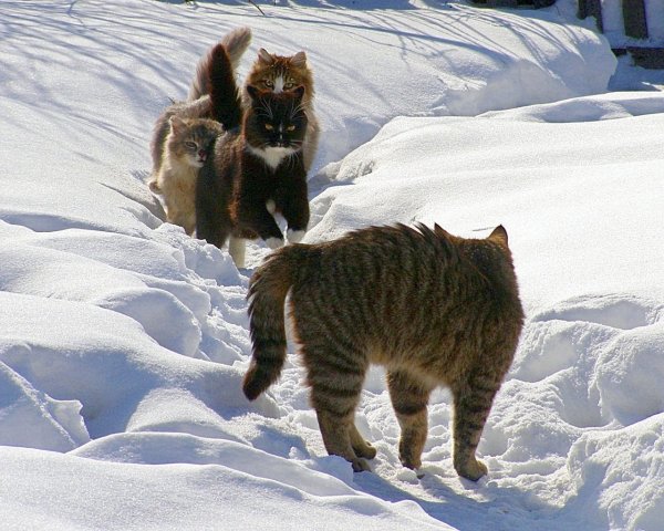 Кот зимой