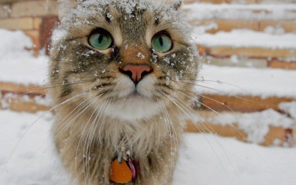 Кот в снегу