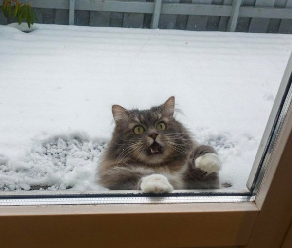 Кот на окне