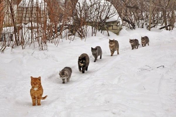 Очередь из котов