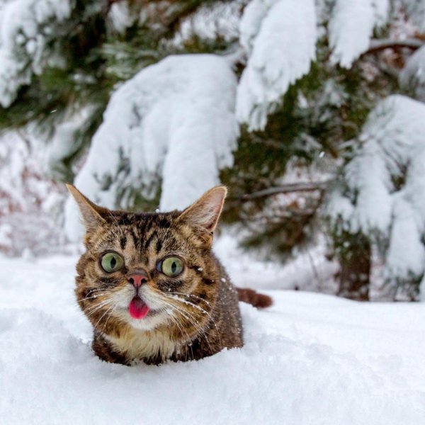 Зимний кот