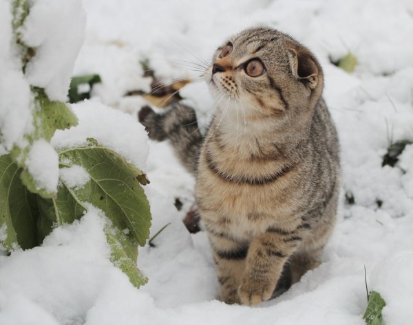 Котенок в снегу
