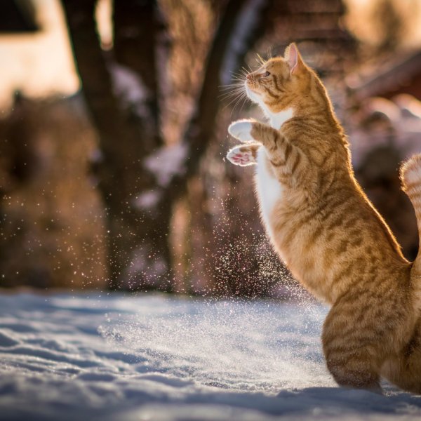 Зима солнце кот