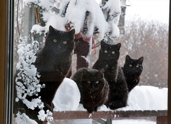 Коты зимой