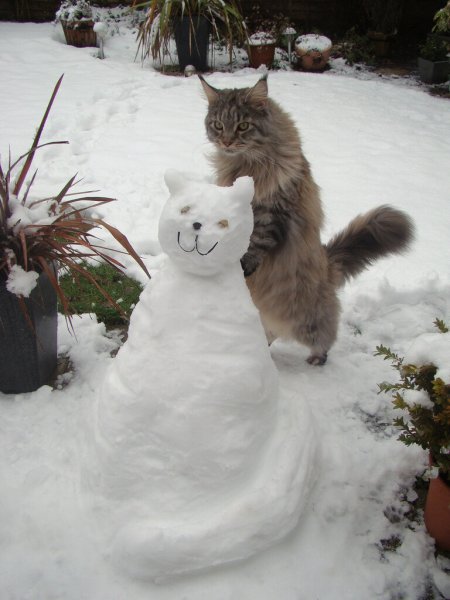 Снежные коты