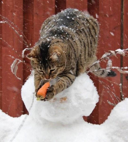 Зимний кот