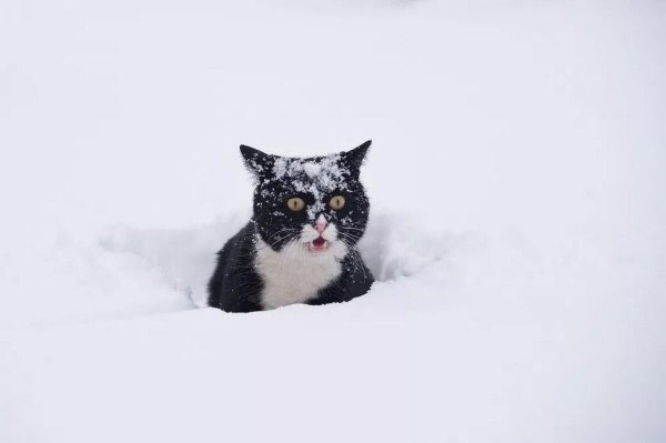 Снежный кот
