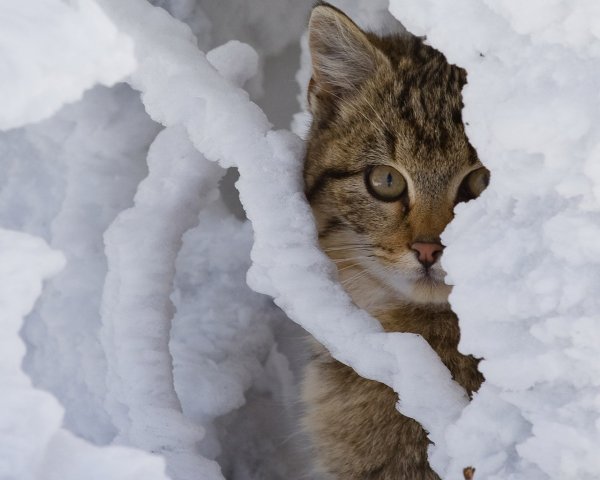 Кошка зима