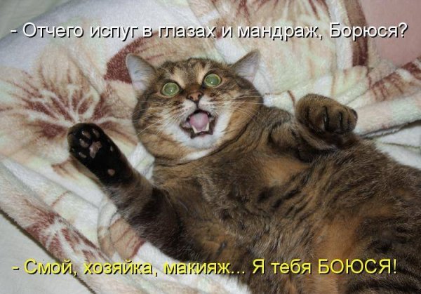 Смешные коты с надписями