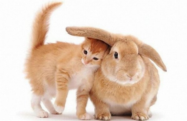 Кот и кролик