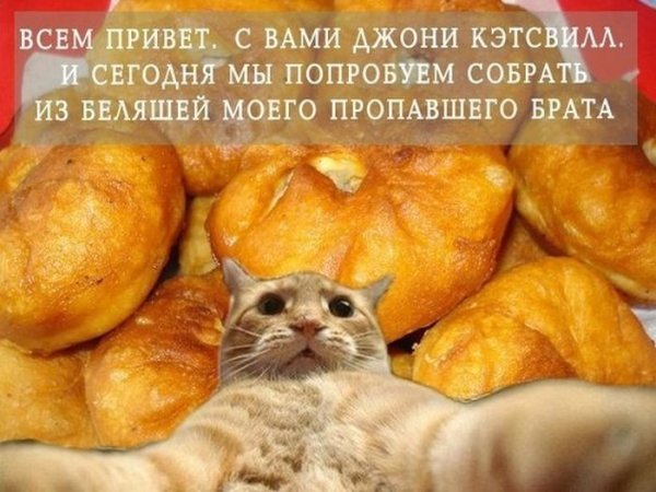 Кот и пирог