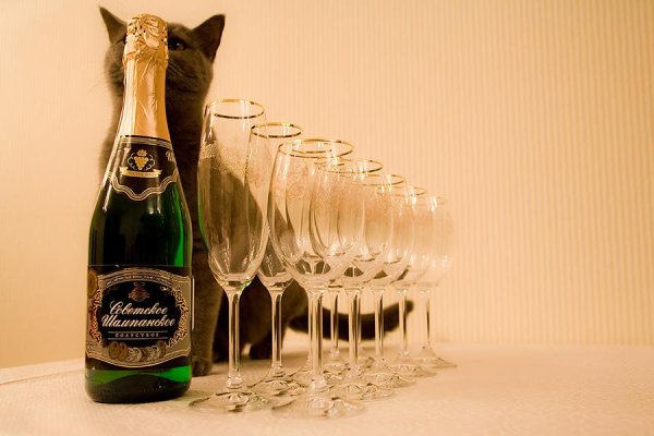 Кот и шампанское
