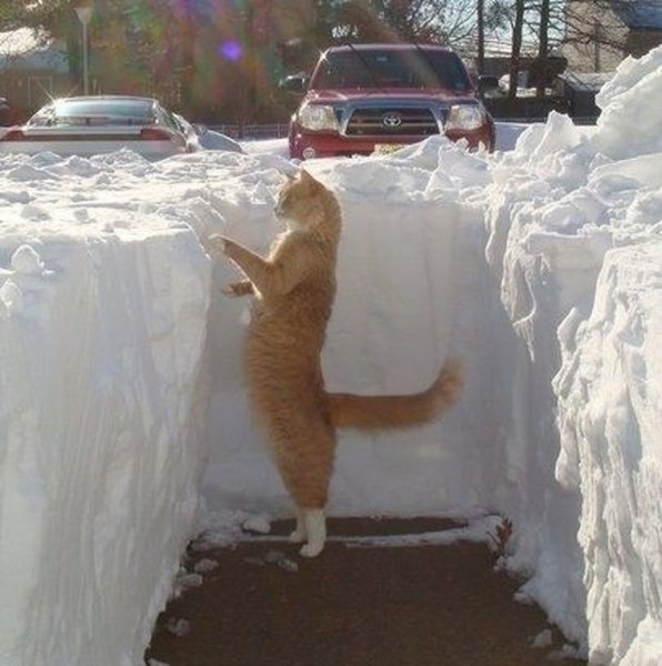 Кот и снег
