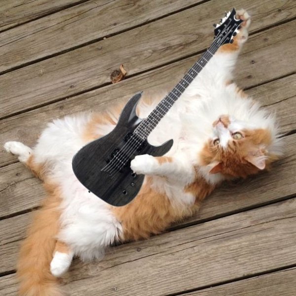 Кот играет на гитаре