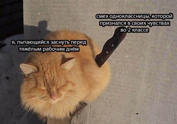 Кот с ножом Мем