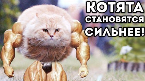 Мускулистый котик