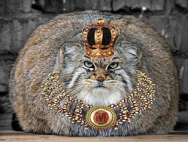 Кот царь