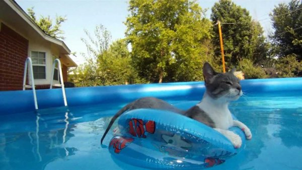 Кот в бассейне