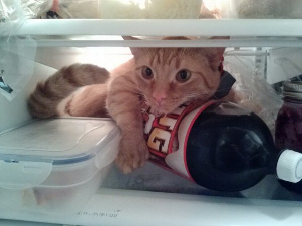 Кот в холодильнике прикольные
